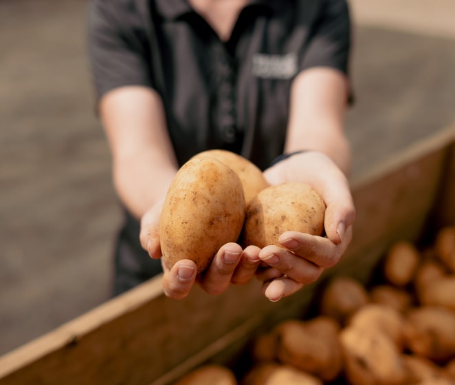 Potatoes by Produce Agencies